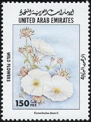 コンウォルウルス・デセルティ Convolvulus deserti
