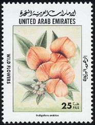 インディゴフェラ・アラビカ Indigofera arabica
