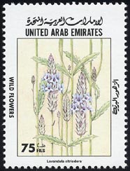 ラウァンドゥラ・キトゥリオドラ Lavandula citriodora