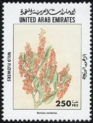 Rumex vesicarius