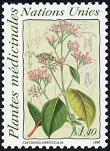 Cinchona officinalis