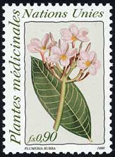 Plumeria rubra