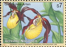 Cypripedium calceolus