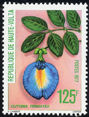 Clitoria ternatea