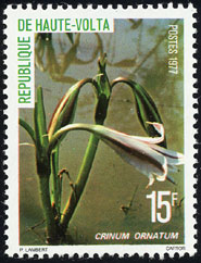 Crinum ornatum