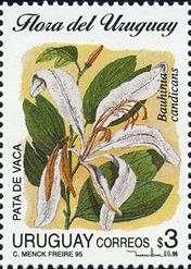 Bauhinia candicans