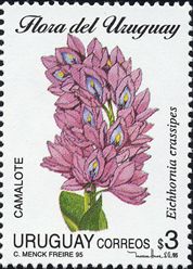 Eichhonia crassipes
