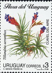 Tillandsia aeranthos