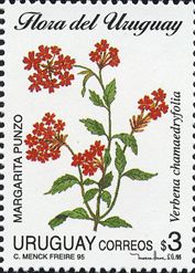 Verbena chamedryfolia