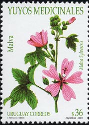 ウスベニアオイ　Malva sylvestris var. sylvestris