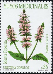 ペパーミント Mentha × piperita