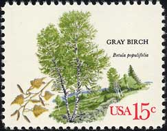 シラカバの1種 Betula populifolia