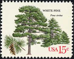 ストローブマツ　Pinus strobus