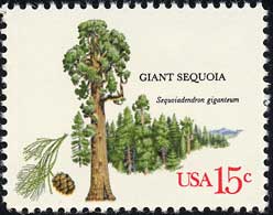 ZRCAIXM@Sequoiadendron giganteum