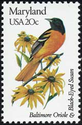 アラゲハンゴンソウ Rudbeckia hirta