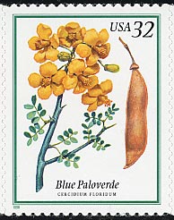 パロヴェルデ Parkinsonia florida