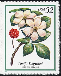 セイガンヤマボウシ Cornus nuttallii