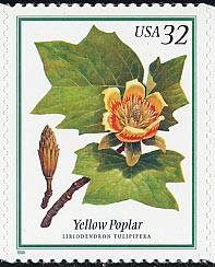 ユリノキ　Liriodendron tulipifera