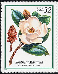 タイサンボク　Magnolia grandiflora