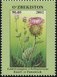 ラミロパップス・スカカプタリクス Lamyropappus schakaptaricus