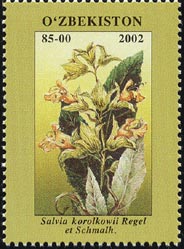 サルウィア・コロルコウィー　Salvia korolkowii