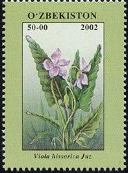 ウィオラ・ヒッサリカ　Viola hissarica