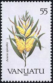 アカキア・スピロルビス Acacia_spirorbis