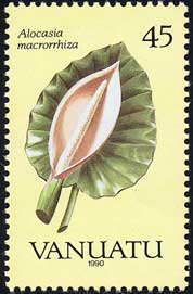 インドクワズイモ Alocasia macrorrhiza