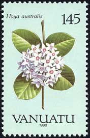 ホヤ・アウストラリス Hoya australis