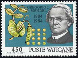 エンドウ Pisum sativum
