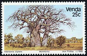 バオバブ Adansonia digitata