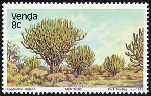チュウテンカク(沖天閣) Euphorbia ingens