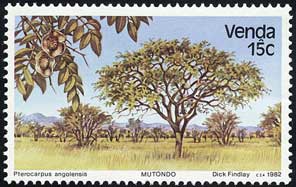 プテロカルプス・アンゴレンシス　Pterocarpus angolensis