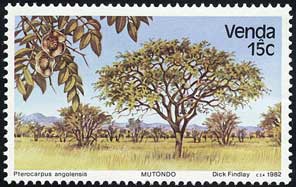 プテロカルプス・アンゴレンシス Pterocarpus angolensis