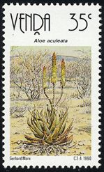 Aloe aculeata