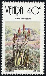 Aloe lutescens