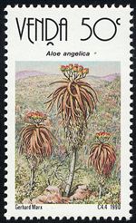 Aloe angelica