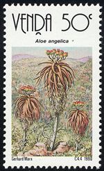 Aloe angelica