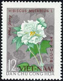 フヨウ　Hibiscus mutabilis