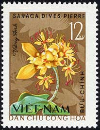 ムユウジュの1種 Saraca dives