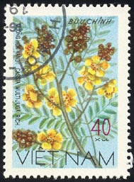 Cassia multijuga