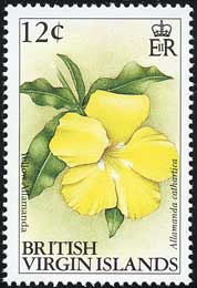 Allamanda cathartica