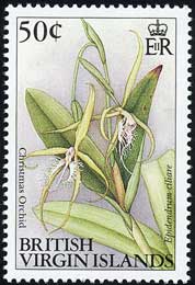 Epidendrum ciliare