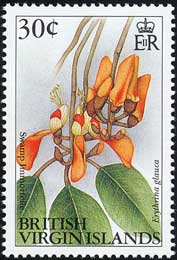 Erythrina glauca