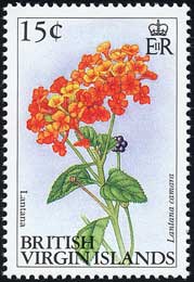 Lantana camara