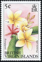 Plumeria alba