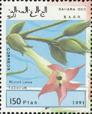 Nicotiana tabacum