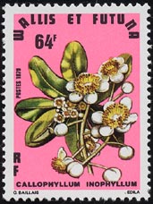 テリハボク Calophyllum inophyllum
