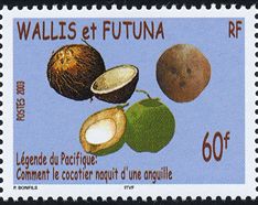 Cocos nucifera