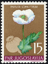 Papaver somniferum